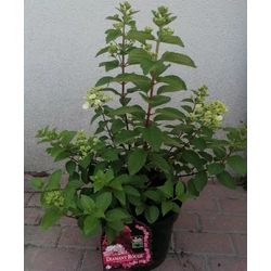 Bugás hortenzia HYDRANGEA PANICULATA DIAMANT ROUGE K10