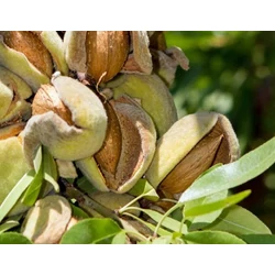 Budatétényi 1 mandula PRUNUS AMYGDALUS BUDATÉTÉNYI 1 K12