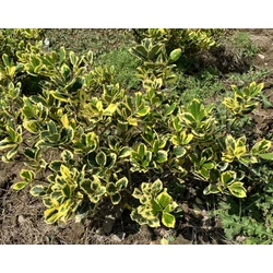 Nagylevelű magyal ILEX ALTACLERENSIS GOLDEN KING 40/60*