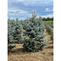 Kék ezüstfenyő PICEA PUNGENS HOOPSII 200/225 3×I*