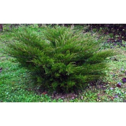 Terülő boróka   JUNIPERUS MEDIA MINT JULEP KOCKÁRA NYÍRT 30×30×30CM K15