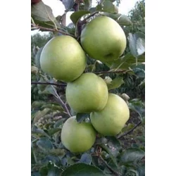Mutsu alma MALUS DOMESTICA MUTSU K10-12