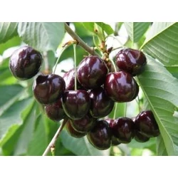 Schneiders Späte Knorpelkirsche cseresznye PRUNUS AVIUM SZGY