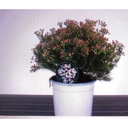 Viaszvirág WAX FLOWER 20/40 CS17