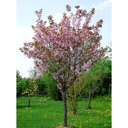 Japán díszcseresznye   PRUNUS SERRULATA KANZAN T200 20/25 K130