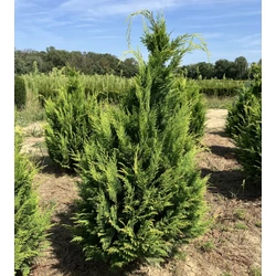 Oregoni sárga hamisciprus CHAMAECYPARIS LAWSONIANA IVONNE NYÍRT 100/125*