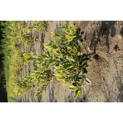Nagylevelű magyal ILEX ALTACLERENSIS GOLDEN KING 20/40*