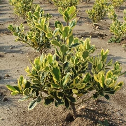Nagylevelű magyal ILEX ALTACLERENSIS GOLDEN KING 20/40*