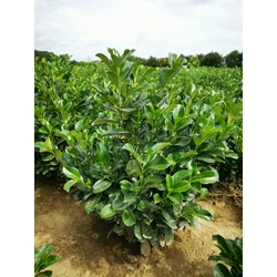 Közönséges babérmeggy PRUNUS LAUROCERASUS ETNA 60/80* (Csak személyes átvétellel rendelhető)