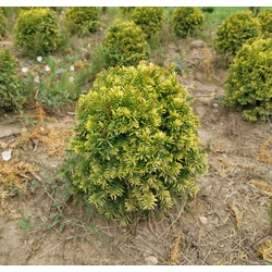 Sárgalombú tiszafa TAXUS BACCATA SEMPERAUREA GÖMBRE NYÍRT 30/40*