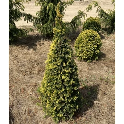 Sárgalombú tiszafa TAXUS BACCATA SEMPERAUREA KÚPRA NYÍRT 60/80*