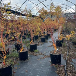 Japán juhar   ACER PALMATUM BI-HOO 80/100 K10