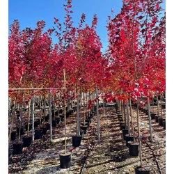 Vörös juhar ACER RUBRUM BRANDYWIEN 8/10 3×I K20