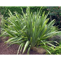 Vászonfű   PHORMIUM TENAX K10