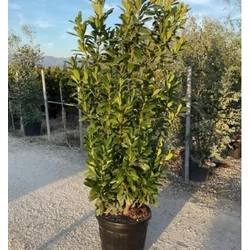 Oszlopos babérmeggy   PRUNUS LAUROCERASUS GENOLIA 130/150 K110