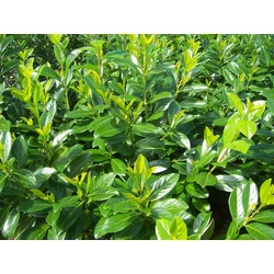 Közönséges babérmeggy   PRUNUS LAUROCERASUS NOVITA 150/+ K110