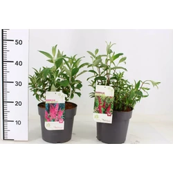 Nyári orgona BUDDLEJA DAVIDII FAJTÁK 50/60 K5