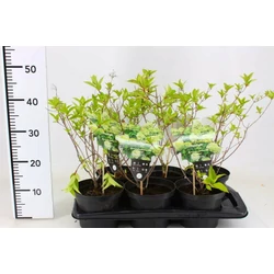 Bugás hortenzia HYDRANGEA PANICULATA LIMELIGHT K5