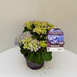 Kerti hortenzia   HYDRANGEA MACROPHYLLA FOREVER AND EVER 30/40 CS23