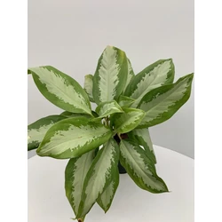 Rákvirág AGLAONEMA FAJTÁK CS17
