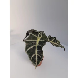 Alokázia, ördöglevél ALOCASIA GAGEANE CS17