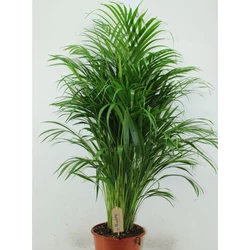 Aranygyümölcs pálma CHRYSALIDOCARPUS ARECA CS24
