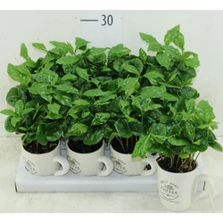 Kávécserje COFFEA ARABICA CS12