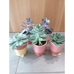 Fás kövirózsa ECHEVERIA FAJTÁK KERÁMIÁBAN CS5,5