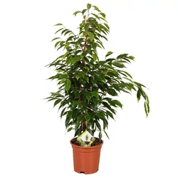 Kislevelű fikusz FICUS BENJAMINA ANASTASIA CS17