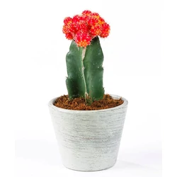 Gömbkaktusz fajták GYMNOCALYCIUM FAJTÁK