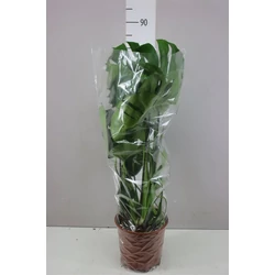 Könnyezőpálma MONSTERA DELICIOSA CS21