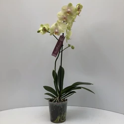Lepkeorchidea 2 ÁGAS CS12  