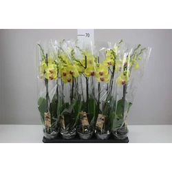 Lepkeorchidea PHALAENOPSIS 2 ÁGAS CS12