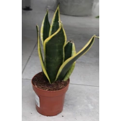 Anyósnyelv MIX SANSEVIERIA MIX CS12