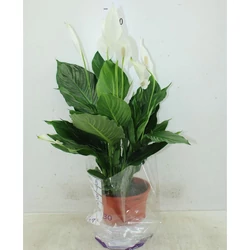 Vitorlavirág CUPIDO CS17   