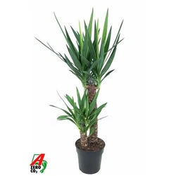 Pálmaliliom YUCCA ELEPHANTIPES 2 TÖRZSÖN 60-30 CS21