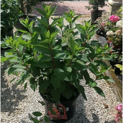 Bugás hortenzia HYDRANGEA PANICULATA PINKY WINKY K20