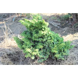 Maureen hinoki hamisciprus  CHAMAECYPARIS OBTUSA MAUREEN CS13