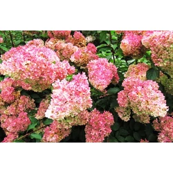 Bugás hortenzia HYDRANGEA PANICULATA VANILLE FRAISE K5