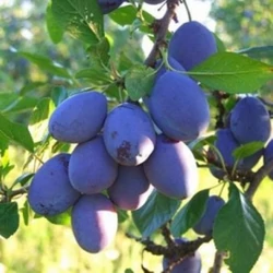 Cacanska rana szilva PRUNUS DOMESTICA CACANSKA RANA K10