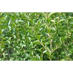 Arany télizöld fagyal  LIGUSTRUM OVALIFOLIUM LEMON AND LIME 30/40 CS21