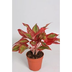 Rákvirág AGLAONEMA CRETE CS12