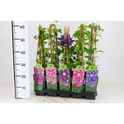 Kerti iszalag CLEMATIS FAJTÁK 60CM K2