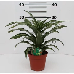 Sárkányfa DRACAENA FAJTÁK