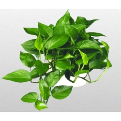 Hegyescsúcsú futóka POTHOS CS12   