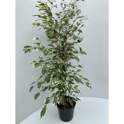 Szobai fikusz FICUS FAJTÁK CS27