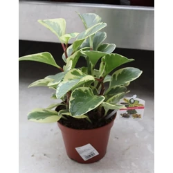 Törpebors PEPEROMIA FAJTÁK CS13