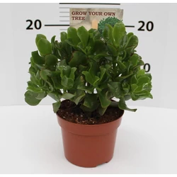 Pozsgás növénymix SUCCULENTE CS15