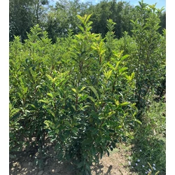 Redős levelű örökzöld korallberkenye PHOTINIA SERRATIFOLIA CRUNCHY 125/150*