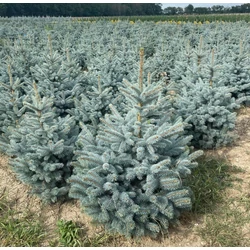 Ezüstfenyő PICEA PUNGENS SUPER BLUE SEEDLING 60/80*